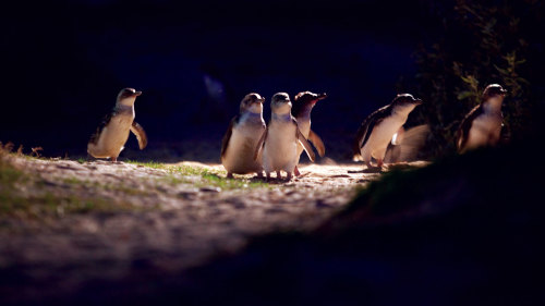 Penguin Parade Evening Tour with Premium Viewing Platform
