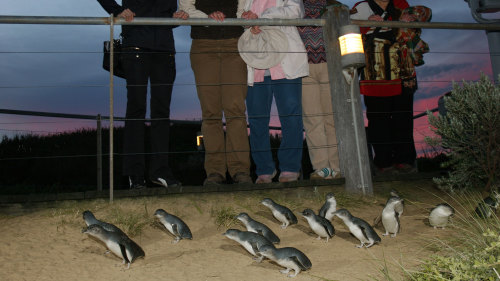 Phillip Island & Penguin Parade Tour