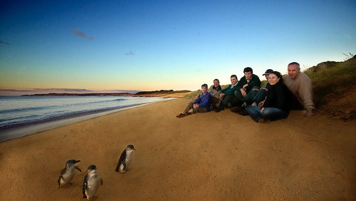 Phillip Island & Penguin Parade Day Tour