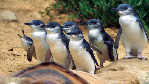Phillip Island: Penguins, Kangaroos & Koalas Tour by AAT Kings