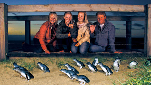 Nighttime Penguin Parade on Phillip Island by AAT Kings