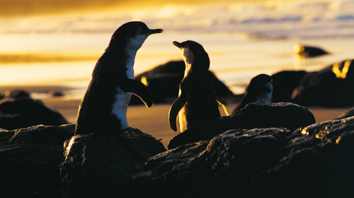2-Day Phillip Island & Penguin Parade Tour by AAT Kings