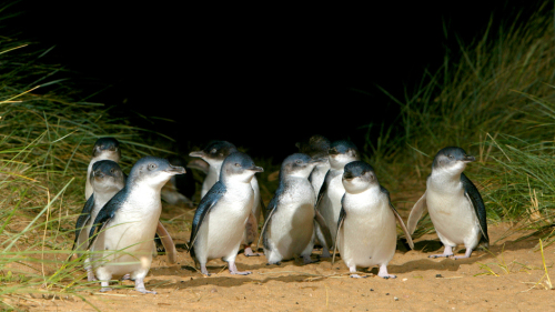 Phillip Island Penguin Parade Full-Day Tour by Go West