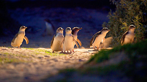 Penguin Parade Afternoon Tour