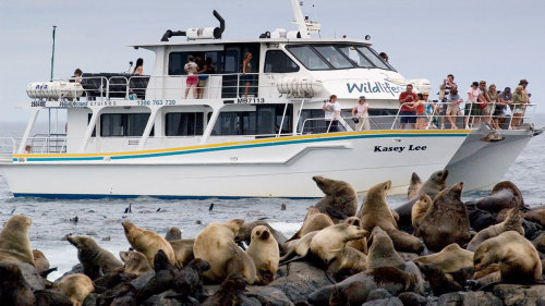 Phillip Island Seal-Watching Cruise by Wildlife Coast Cruises
