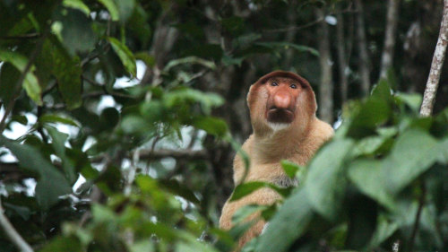 Klias Wetland Safari & Fireflies Tour