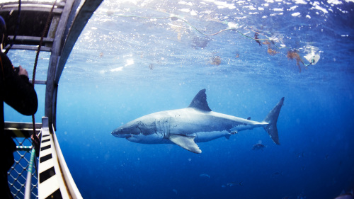Swim with the Great Whites Experience