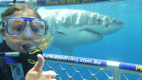 Great White Shark Diving by Calypso Star Charters