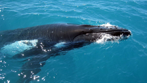 Humpback Whale Discovery Cruise by Ocean Eco Adventures