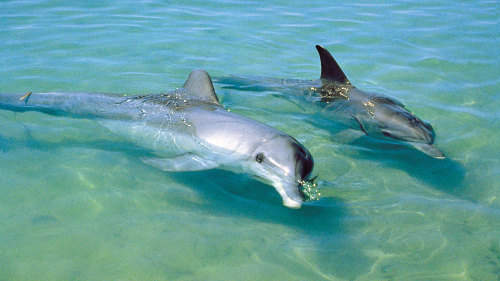 Port Stephens Dolphin Watching & Sandboarding Tour by AAT Kings