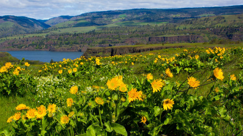 Full-Day Wildflowers of Columbia Gorge Tour with Lunch
