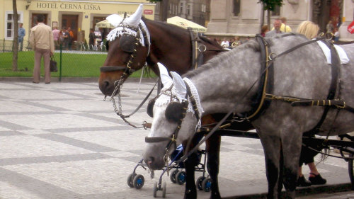 Private Horse-Drawn Carriage Ride