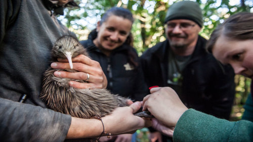 Pukaha Mount Bruce National Wildlife Centre Admission