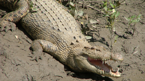 Whitsunday Crocodile Safari Tour