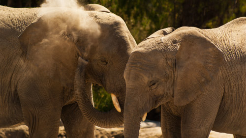 Africam Safari Park