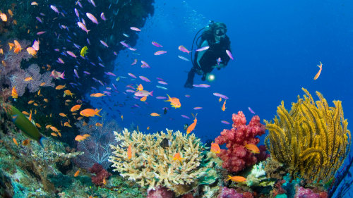 Raratonga Lagoon Dive Experience