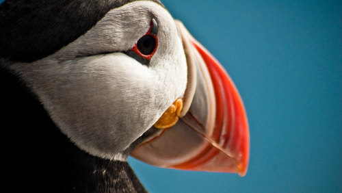 Puffin Watching Boat Tour