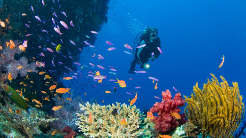 Underwater Safari Full-Day Tour with Optional Scuba Diving