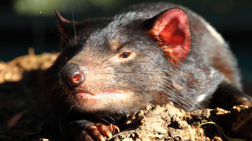 Tasmanian Devil & Wildlife Sanctuary Half-Day Tour by Gray Line
