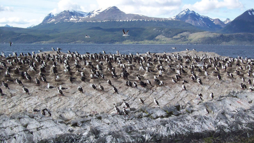 Beagle Channel Catamaran Ride to Penguin Island & Estancia Harberton