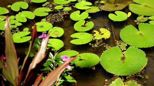 Rio de Janeiro Botanical Garden