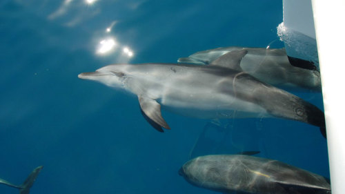 Dolphin Watching Cruise by Blue Dolphin Marine Tours