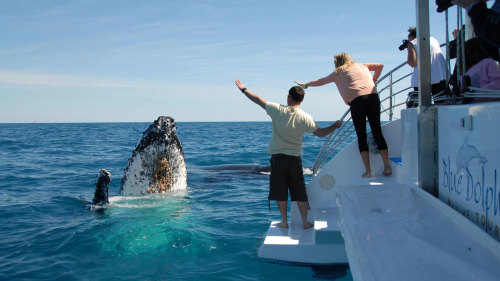 Whale-Watching Cruise by Blue Dolphin Marine Tours