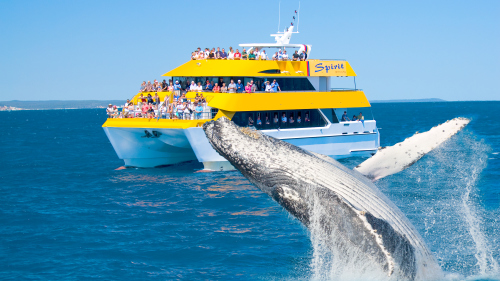 Whale-Watching Cruise by Spirit of Hervey Bay