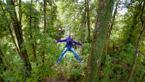 Native Forest Canopy Tour by Rotorua Canopy Tours