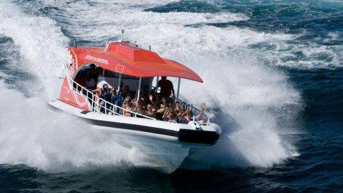 Rottnest Island Speed Boat Adventure Tour