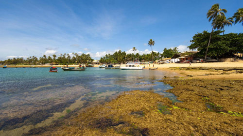 Praia Do Forte Tour