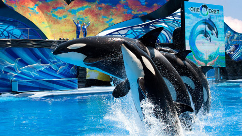 SeaWorld® San Diego Admission