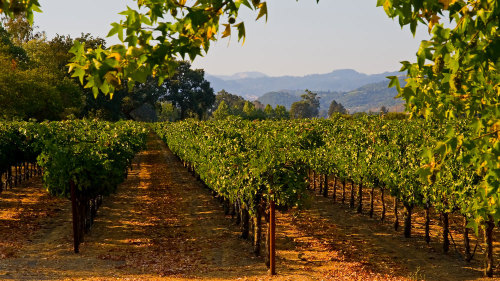 Small-Group VIP Temecula Wine Tour by Five Star San Diego