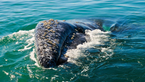 La Jolla Whale-Watching Kayak Adventure by Hike Bike Kayak San Diego