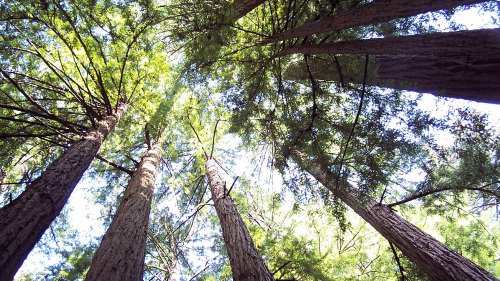 Muir Woods & Sausalito Sightseeing Bus Excursion by Tower Tours