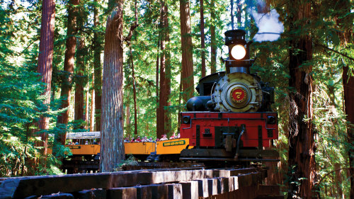 Redwood Forest Steam Train Adventure by Roaring Camp Railroads