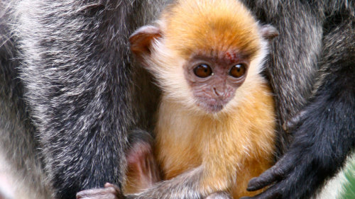 Sepilok Orang Utan & Labuk Bay Adventure