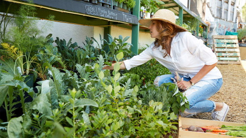 Urban Farming Bike Tour by Santa Monica Bike Center