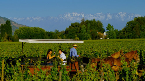 Colchagua Valley Wine Tour
