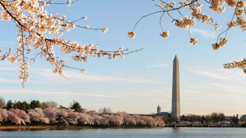 Tidal Basin Guided Walking Tour by Moonlight