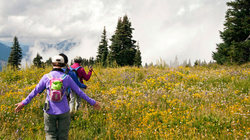 Olympic National Park Summits, Birds & Beaches Tour