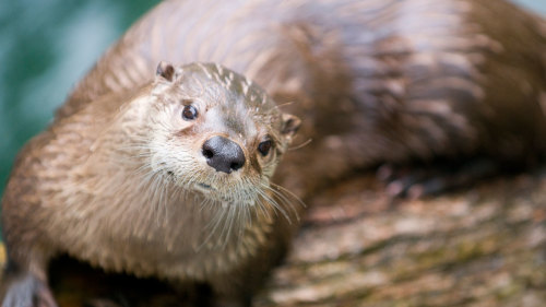 Guided Tour of Woodland Park Zoo