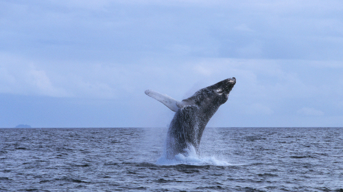 Private Whale Watching in the Farallon Islands by Captain San Francisco