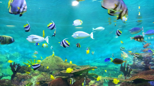 COEX Aquarium, Han River & Bongeunsa Temple Tour