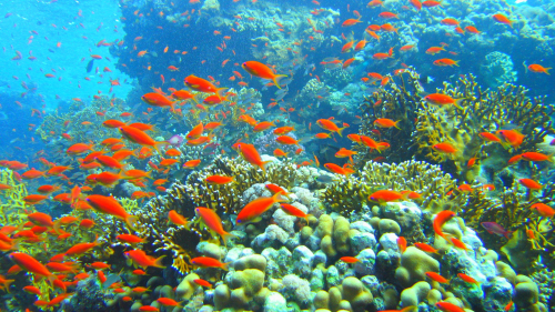 Glass-Bottom Boat Cruise & Coral Reef Viewing