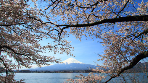 Mount Fuji Full-Day Tour with Cruise & Lunch by Japan Oriental