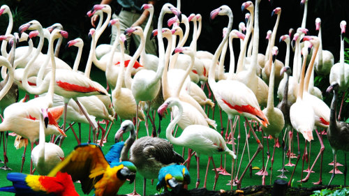 Jurong Bird Park Admission with Transfer