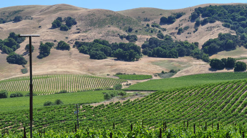 Wine Tour in Sonoma Valley by Green Dream Tours