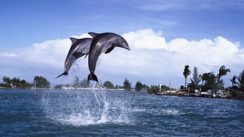 Dolphin & Whale Watching Cruise