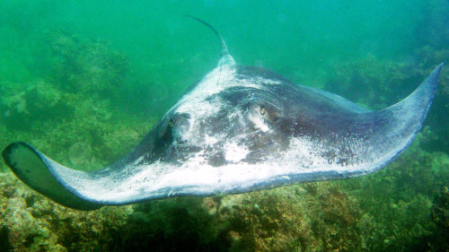 Swim & Snorkel at Stingray City